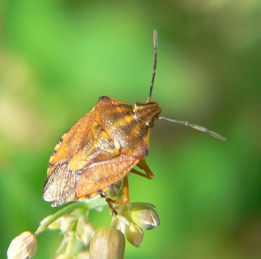 Carpocoris purpureipennis